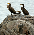 BB 05 0226 / Phalacrocorax carbo / Storskarv